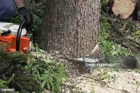 Best Stump Grinding and Removal  in Neenah, WI