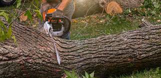 Best Utility Line Clearance  in Neenah, WI
