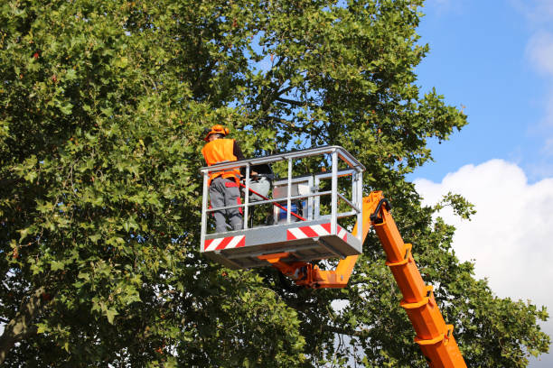 Best Hedge Trimming  in Neenah, WI