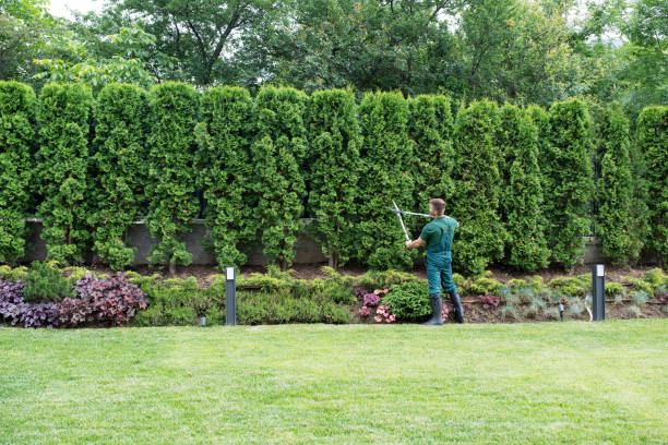 Best Tree Trimming and Pruning  in Neenah, WI