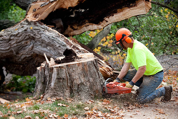 Trusted Neenah, WI Tree Removal Experts