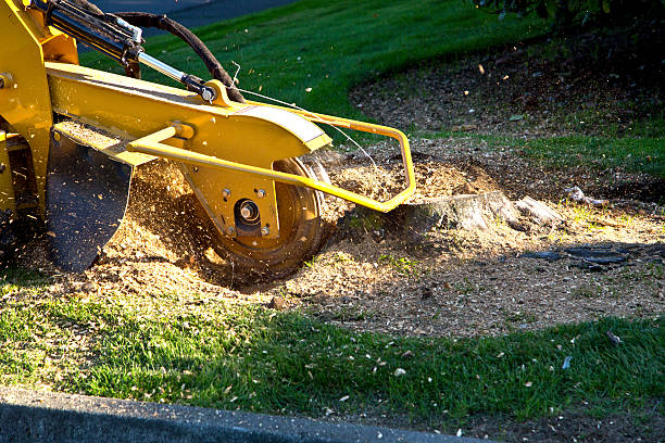 Best Tree Mulching  in Neenah, WI