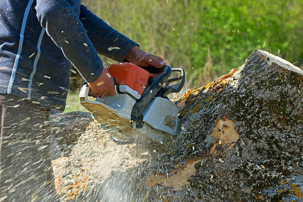 Best Emergency Tree Removal  in Neenah, WI