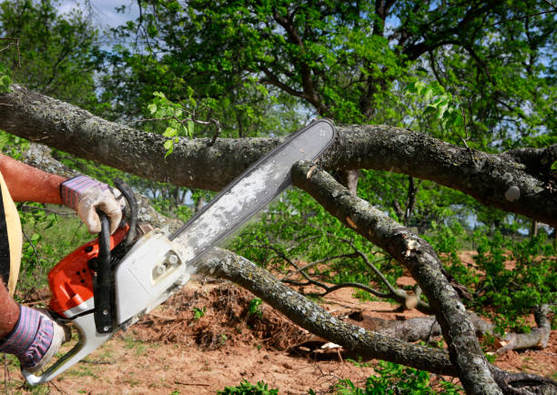 Best Root Management and Removal  in Neenah, WI