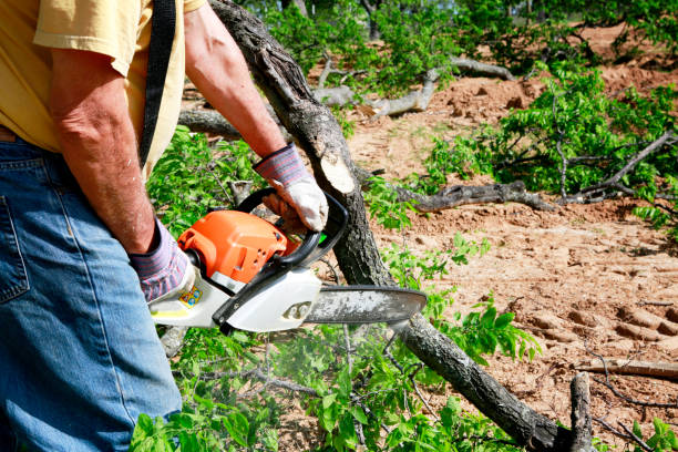 Best Tree Maintenance Programs  in Neenah, WI